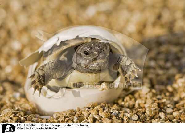 Griechische Landschildkrte / Hermanns Tortoise / HJ-02040