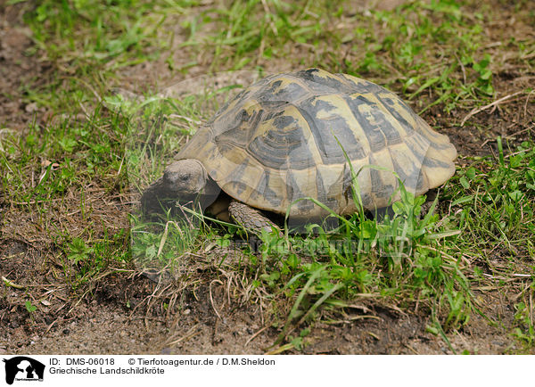 Griechische Landschildkrte / DMS-06018