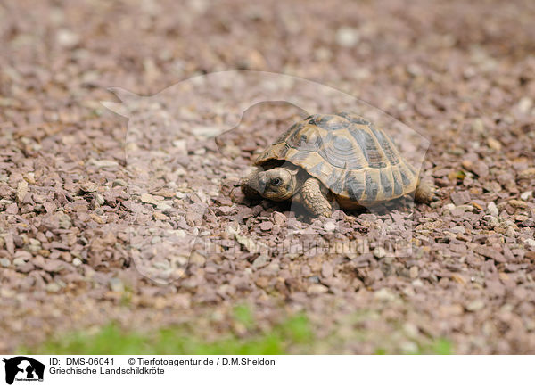 Griechische Landschildkrte / DMS-06041