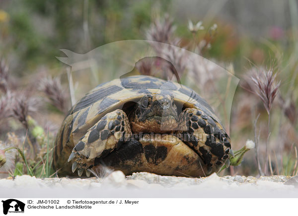 Griechische Landschildkr�te / Hermann's tortoise / JM-01002