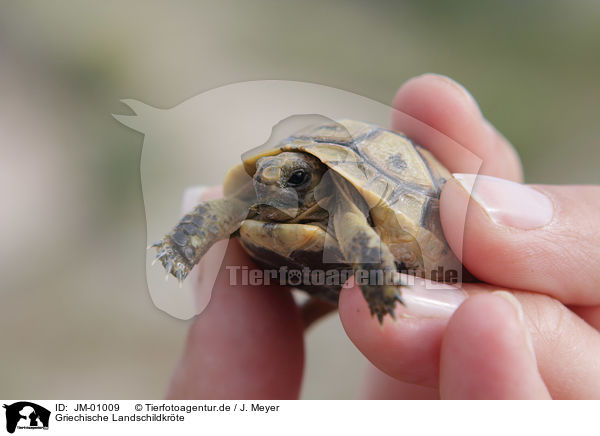 Griechische Landschildkrte / JM-01009