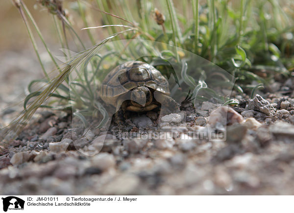 Griechische Landschildkrte / Hermann's tortoise / JM-01011