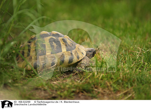 Griechische Landschildkrte / Hermann's tortoise / KB-02299