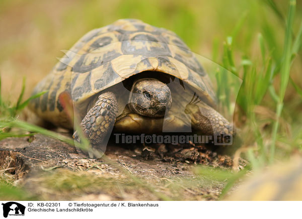 Griechische Landschildkrte / KB-02301
