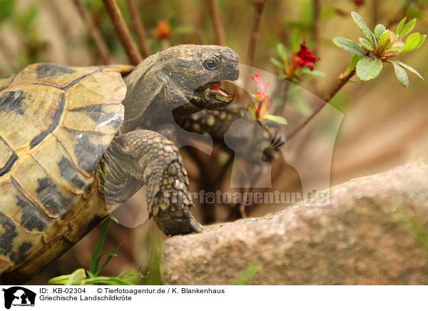 Griechische Landschildkrte / Hermann's tortoise / KB-02304