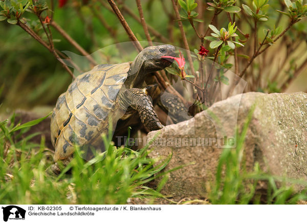 Griechische Landschildkrte / Hermann's tortoise / KB-02305