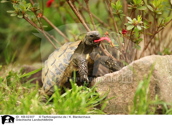 Griechische Landschildkrte / KB-02307