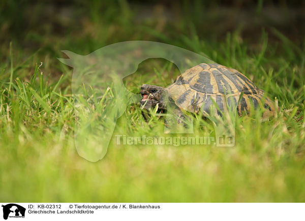 Griechische Landschildkrte / Hermann's tortoise / KB-02312