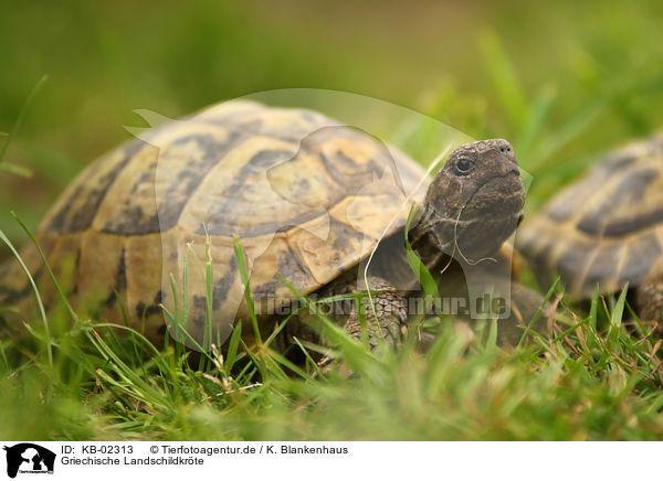 Griechische Landschildkrte / Hermann's tortoise / KB-02313