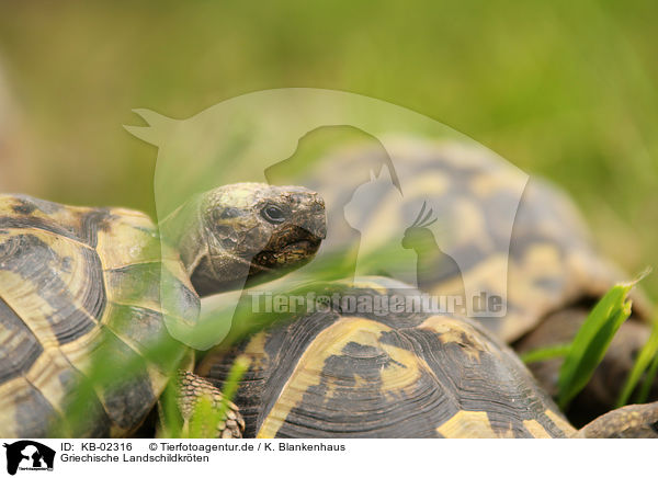 Griechische Landschildkr�ten / KB-02316