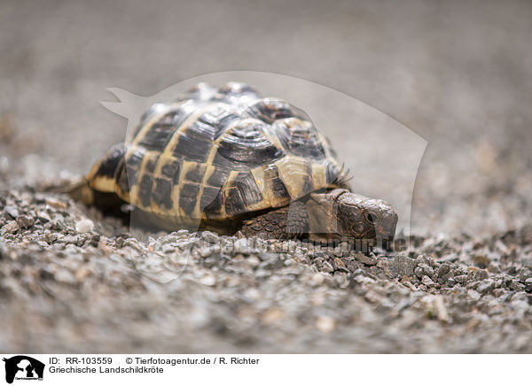 Griechische Landschildkrte / RR-103559