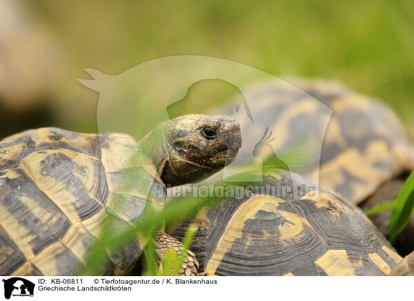Griechische Landschildkrten / greek tortoises / KB-06811