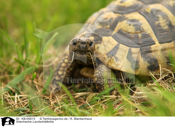 Griechische Landschildkrte / greek tortoise / KB-06815