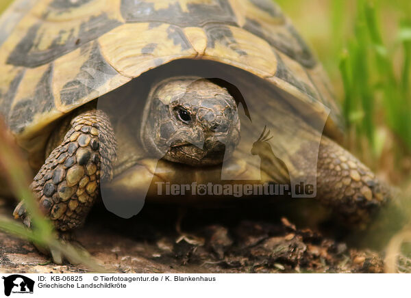 Griechische Landschildkrte / KB-06825