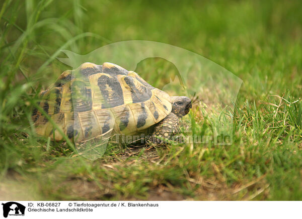 Griechische Landschildkrte / KB-06827