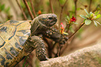 Griechische Landschildkrte