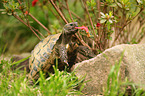 Griechische Landschildkrte