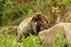 Griechische Landschildkrte