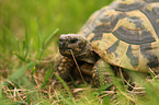 Griechische Landschildkrte