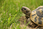 Griechische Landschildkrte