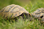 Griechische Landschildkrte