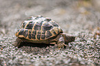 Griechische Landschildkrte