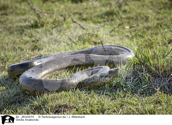 Groe Anakonda / Green Anaconda / JR-04570