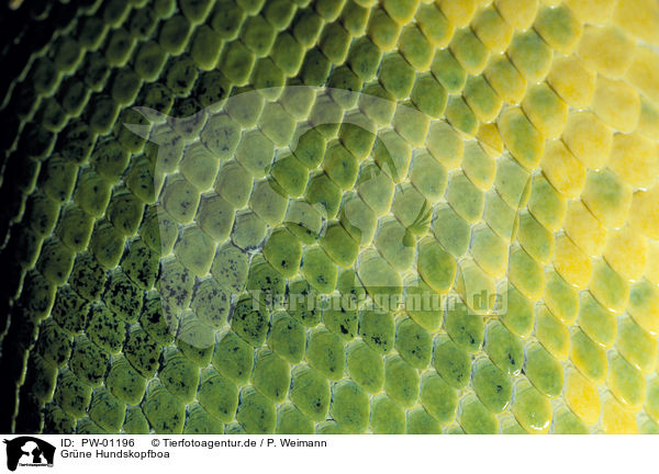 Grne Hundskopfboa / Emerald Tree Boa / PW-01196