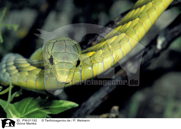 Grne Mamba / Green mamba / PW-01192