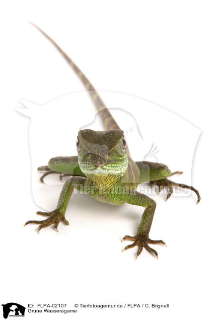 Grne Wasseragame / Asian water dragon / FLPA-02107