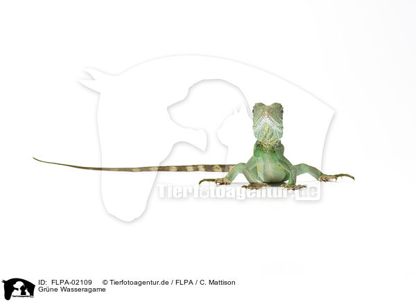 Grne Wasseragame / Asian water dragon / FLPA-02109