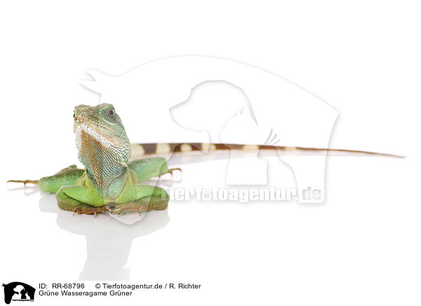 Grne Wasseragame Grner / Asian water dragon / RR-68796
