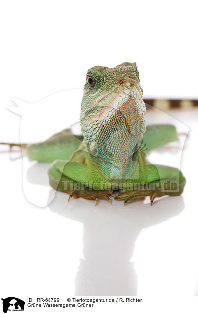 Grne Wasseragame Grner / Asian water dragon / RR-68799