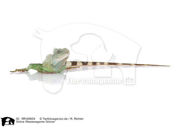 Grne Wasseragame Grner / Asian water dragon / RR-68809