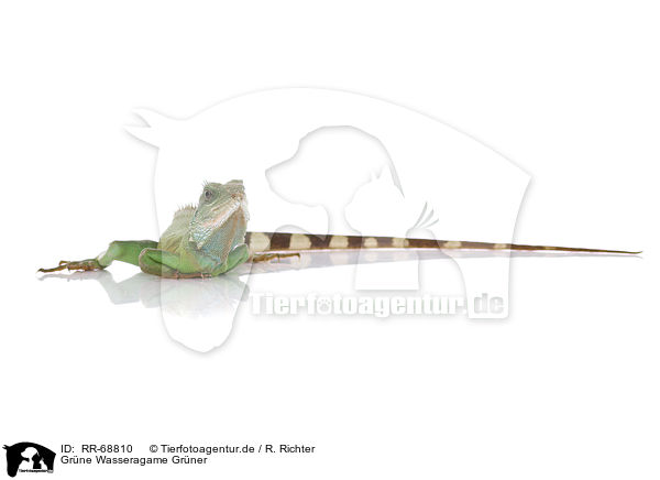 Grne Wasseragame Grner / Asian water dragon / RR-68810