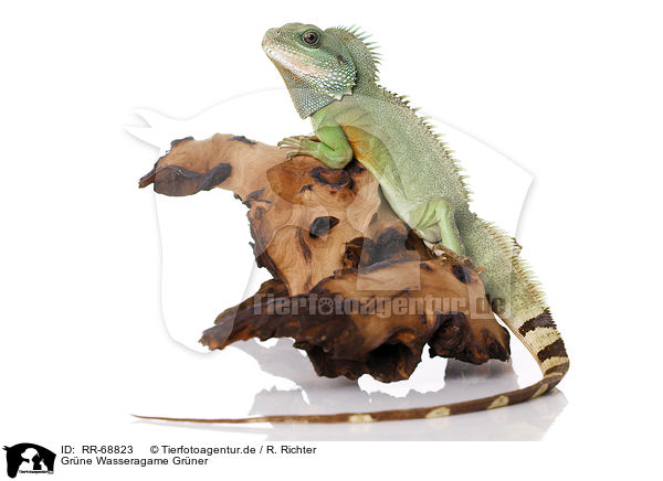 Grne Wasseragame Grner / Asian water dragon / RR-68823