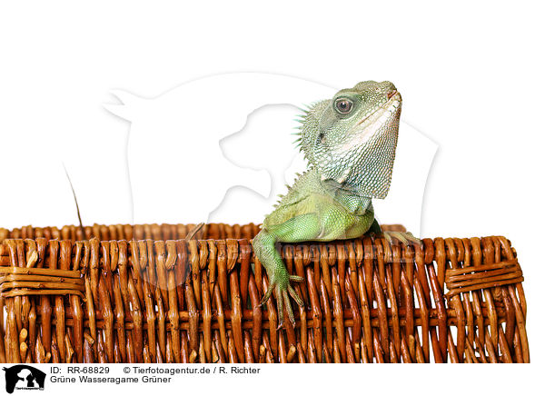 Grne Wasseragame Grner / Asian water dragon / RR-68829