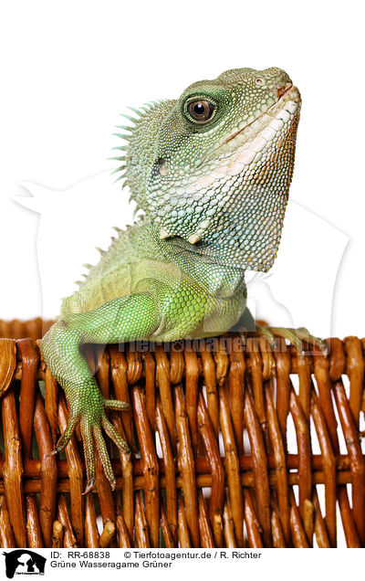 Grne Wasseragame Grner / RR-68838