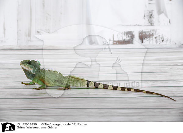 Grne Wasseragame Grner / Asian water dragon / RR-68850