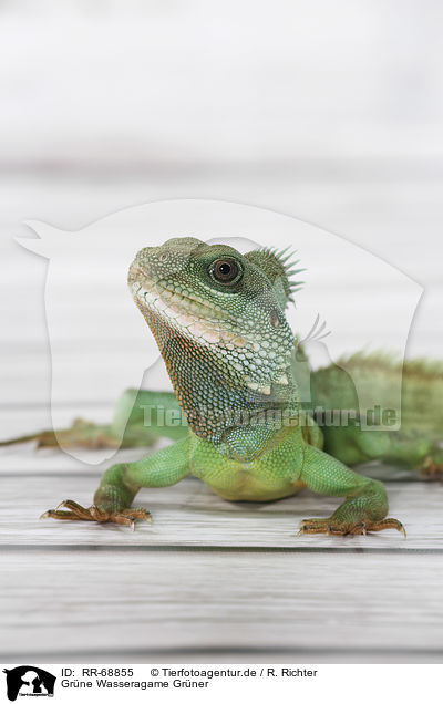 Grne Wasseragame Grner / Asian water dragon / RR-68855