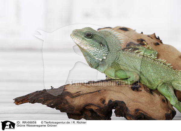 Grne Wasseragame Grner / Asian water dragon / RR-68858