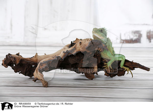 Grne Wasseragame Grner / Asian water dragon / RR-68859