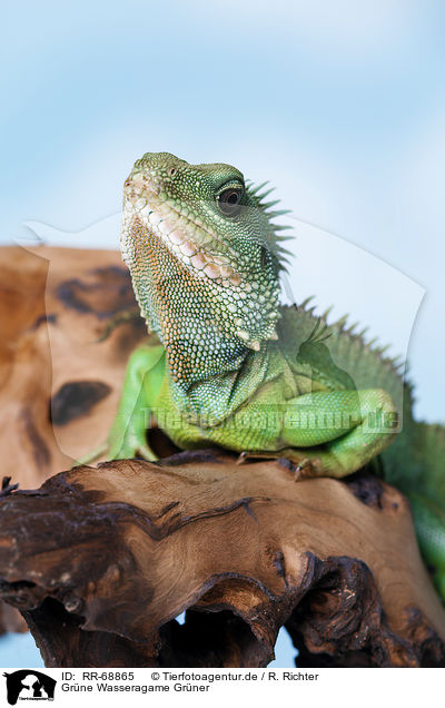 Grne Wasseragame Grner / Asian water dragon / RR-68865