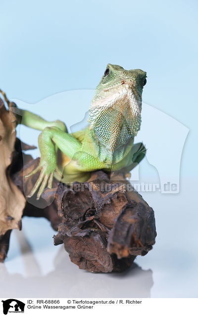 Grne Wasseragame Grner / Asian water dragon / RR-68866