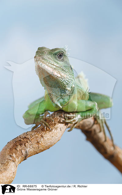 Gr�ne Wasseragame Gr�ner / Asian water dragon / RR-68875