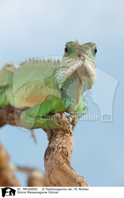 Grne Wasseragame Grner / Asian water dragon / RR-68880
