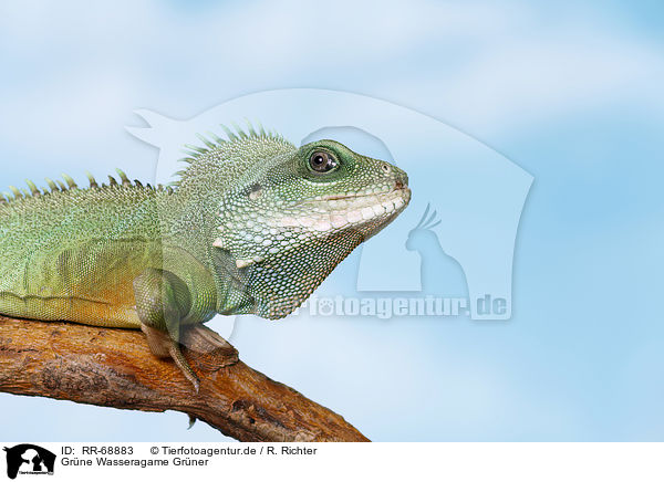 Grne Wasseragame Grner / Asian water dragon / RR-68883