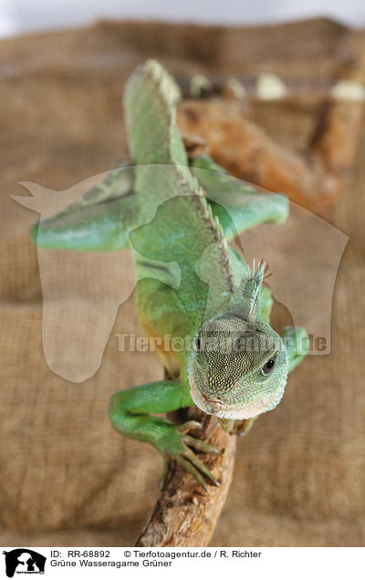 Grne Wasseragame Grner / Asian water dragon / RR-68892