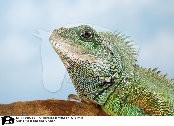 Grne Wasseragame Grner / Asian water dragon / RR-68913