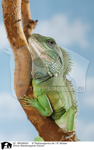 Grne Wasseragame Grner / Asian water dragon / RR-68920